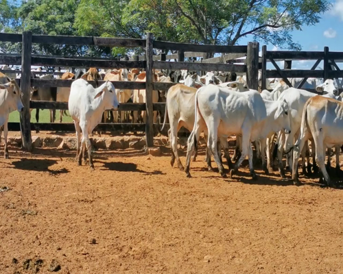 Lote 14 Vaquillas Brahman Registradas para Servicio