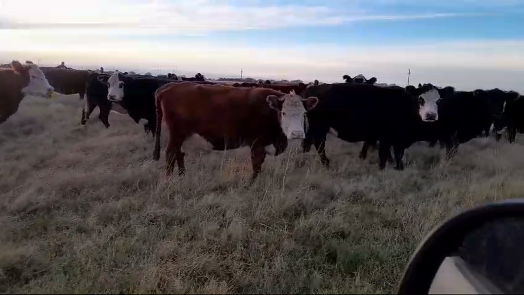 Lote 23 Vacas CUT preñadas EN LAPRIDA