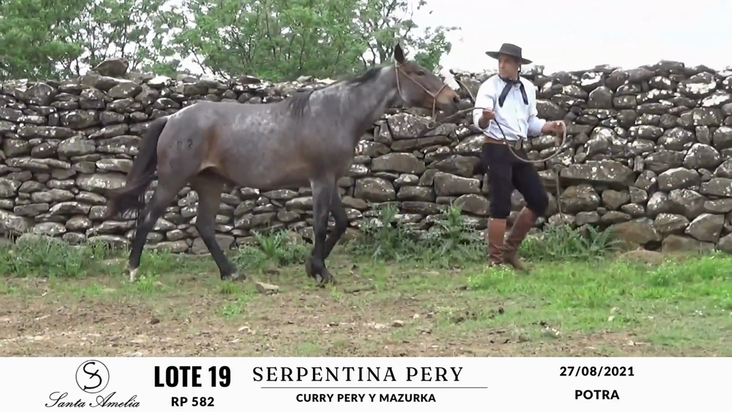 Lote SERPENTINA PERY