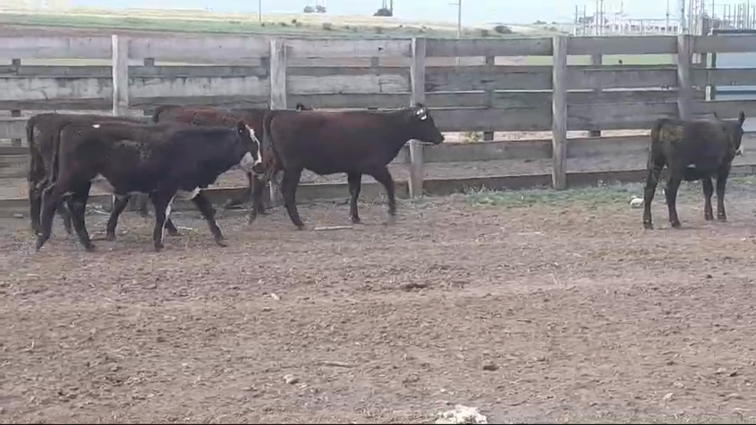 Lote 5 Terneros CRUZAS a remate en #50 Pantalla Carmelo 195kg -  en POLANCOS