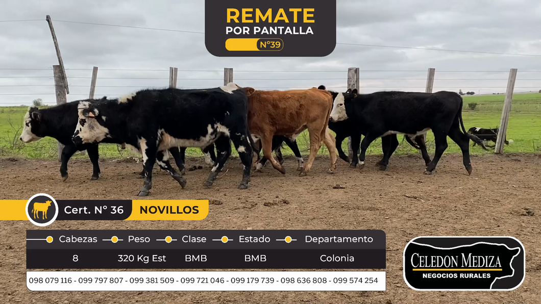 Lote 8 Novillos en La Horqueta, Colonia