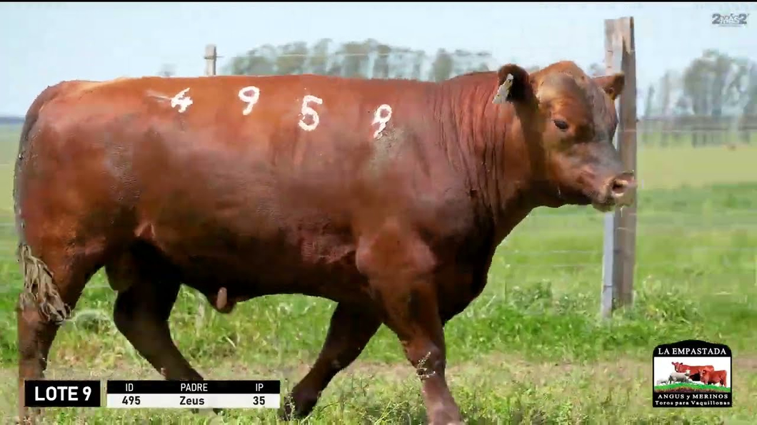 Lote 3 Toros a remate en Red Angus de La Empastada + Feria , Salto