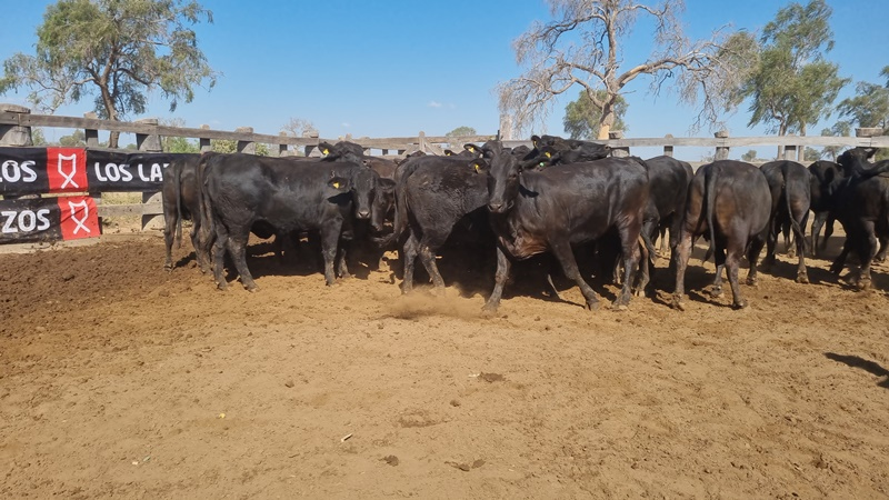 Lote Vaquillas Preñadas CBO 0
