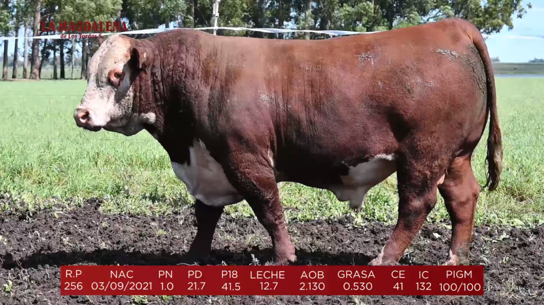 Lote Brete 1 - Polled Hereford