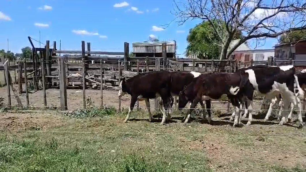 Lote TERNEROS HOLANDO