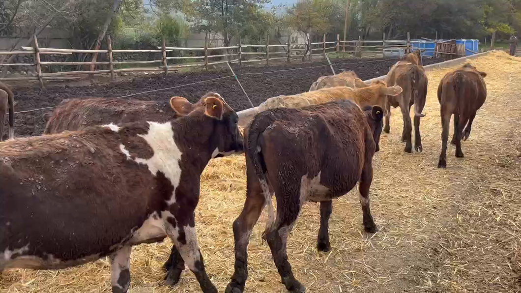 Lote 100 Vaquilla Engorda en Putaendo, V  Región Valparaíso