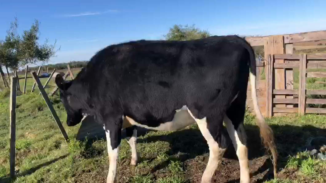 Lote Vacas de Invernada Holando a remate en Pantalla Camy  500kg -  en Ruta 3 Km 120