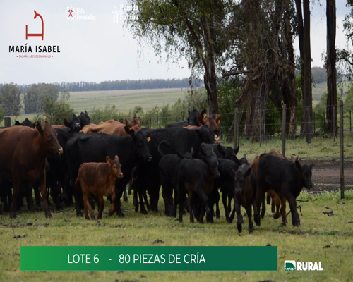 Lote (Vendido)80 Piezas de cría a remate en María Isabel, Artigas