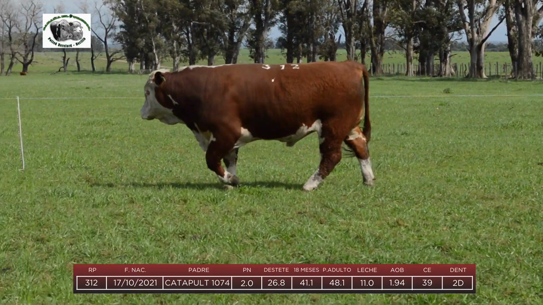 Lote Toros a remate en 6to Remate Anual Cabaña "El Trébol" de Martín Salto Stefani, Paysandú