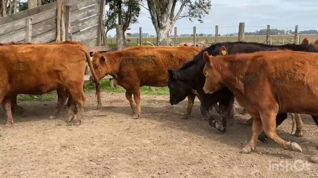 Lote 13 Vacas nuevas C/ gtia de preñez en Gral. Paz, Buenos Aires