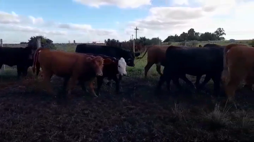 Lote (Vendido)13 Terneras ANGUS/ HEREFORD a remate en #43 Pantalla Carmelo  230kg -  en COSTAS DEL ROSARIO