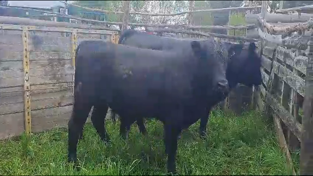 Lote 2 Toros ABERDEEN ANGUS a remate en 9° Entre Martillos 500kg -  en CARRETON