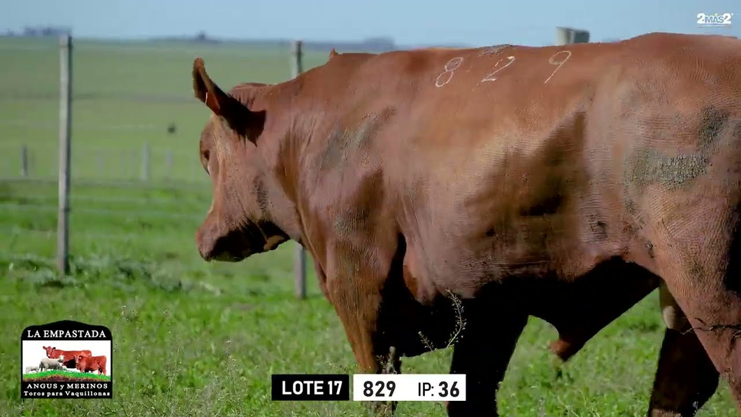 Lote Toros a remate en Toros para Vaquillonas - La Empastada, Durazno