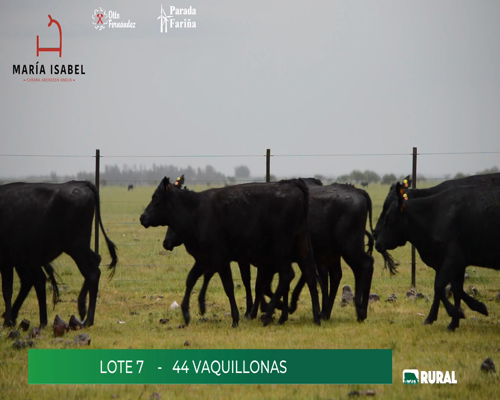 Lote (Vendido)44 Vaquillonas  a remate en María Isabel, Artigas