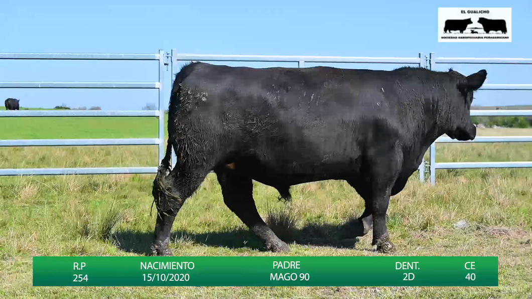 Lote TOROS EL GUALICHO