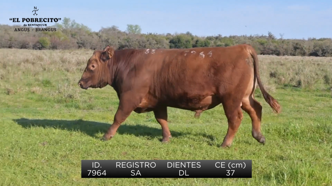 Lote Toros Angus SA a remate en El Pobrecito, Durazno