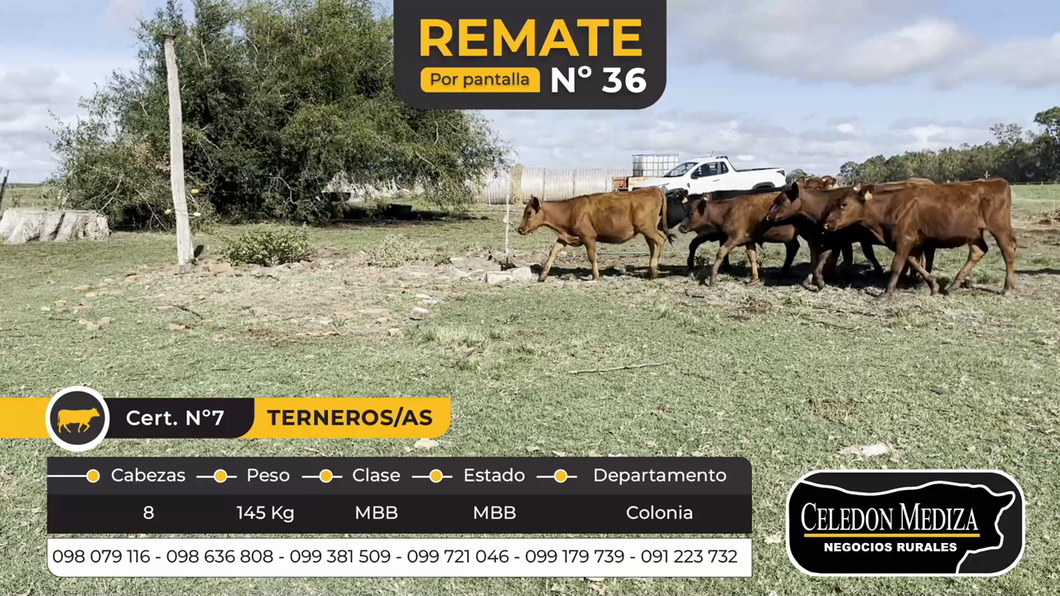 Lote 8 Terneros y Terneras en Otra Localidad, Colonia