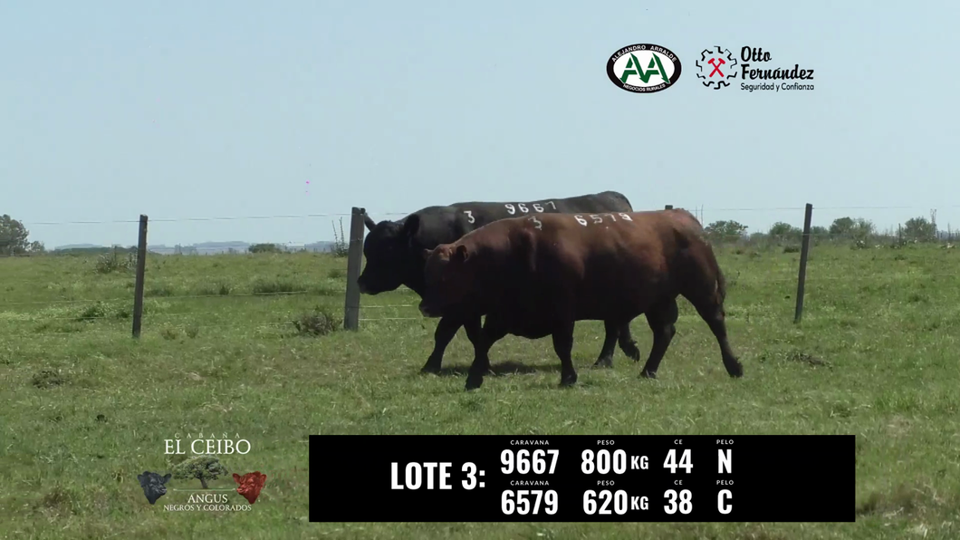 Lote 2 Toros a remate en El Ceibo - Angus, Artigas