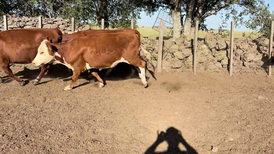 Lote VAQUILLONAS PREÑADAS