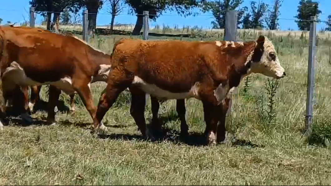 Lote 16 Novillos 1 a 2 años HEREFORD - HEREFORD/ ANGUS a remate en #42 Pantalla Carmelo  265kg -  en EL CAUTIVO