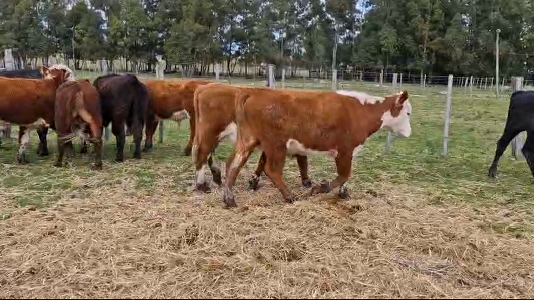 Lote 9 Novillos Hereford y angus a remate en Pantalla Aniversario - Escritorio Camy en Libertad