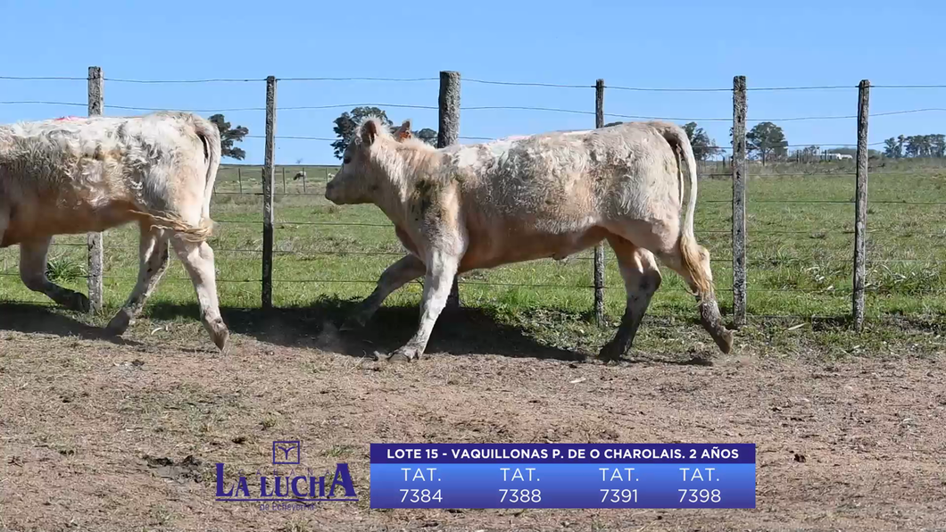 Lote VAQUILLONAS P. DE ORIGEN 2 AÑOS