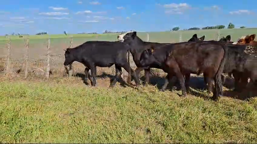 Lote 24 Terneros Castrados y destetados