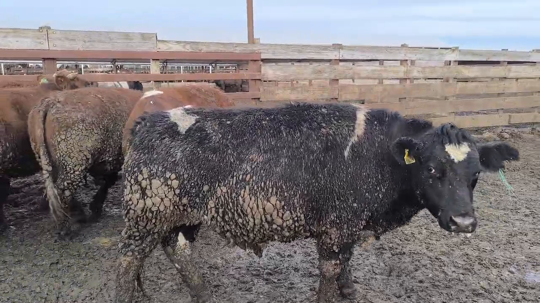 Lote 20 Novillo Gordo en Los Ángeles, VIII Región Biobío
