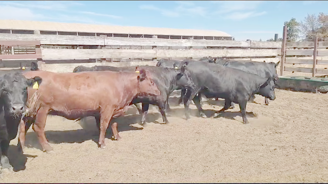 Lote 20 Vaquilla Gorda en Los Ángeles, VIII Región Biobío