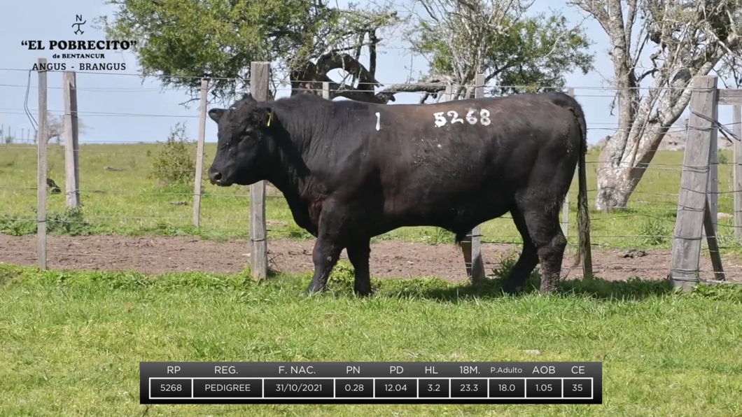 Lote 2 Toros Angus a remate en El Pobrecito, Durazno