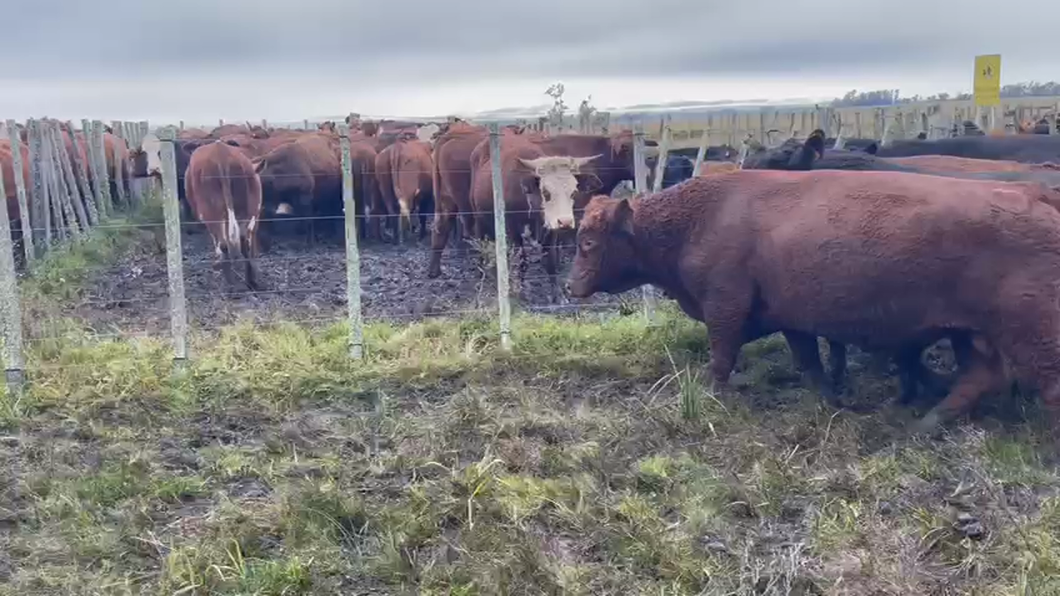 Lote 5 Toros de industria A-ANGUS RED ANGUS a remate en Pantalla - Luis Zaldua 580kg -  en CARUMBE