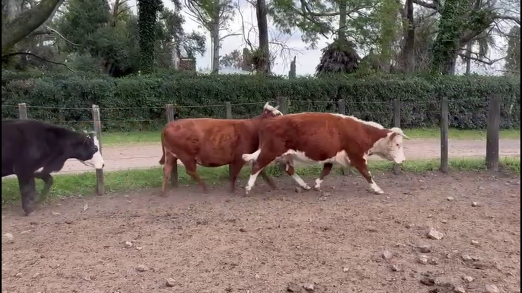 Lote VACAS PREÑADAS