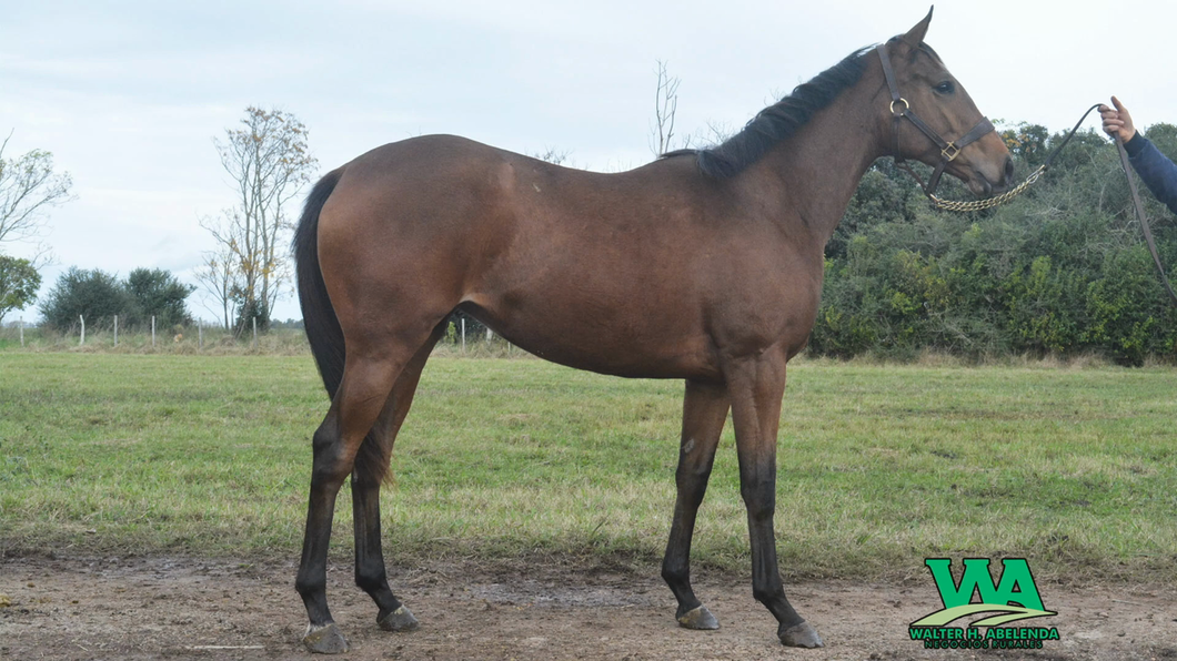 Lote VICTORIA FEVER