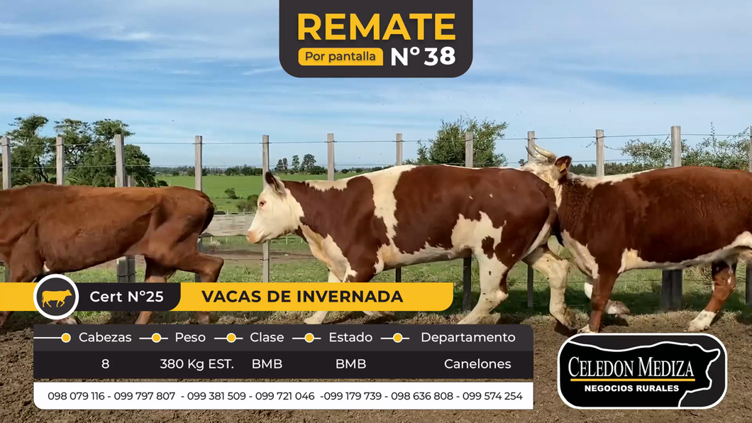 Lote 8 Vacas de Invernada en Canelones