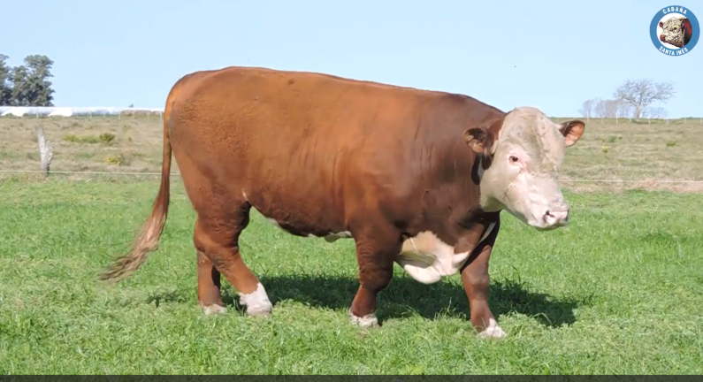 Lote Toros POLLED HEREFORD a remate en Los Novilleros, Montevideo