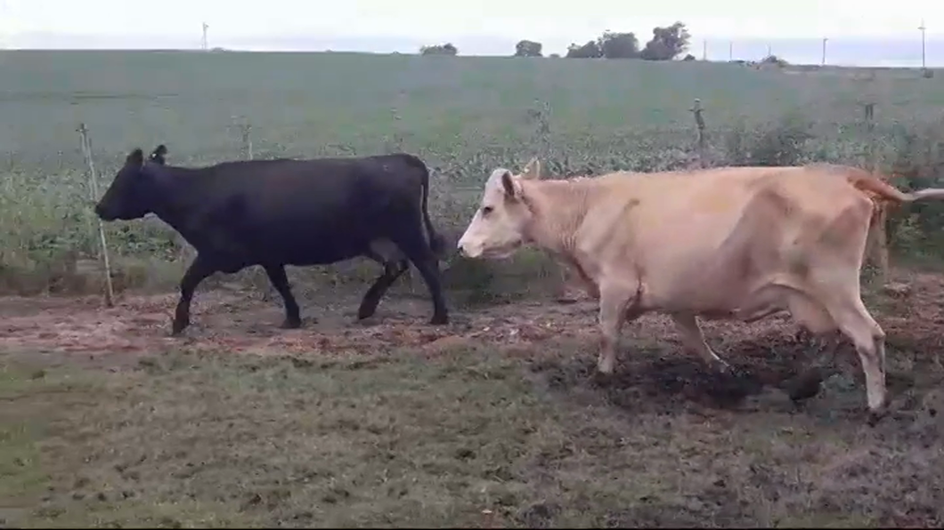 Lote (Vendido)2 Vacas de Invernada CRUZAS a remate en #43 Pantalla Carmelo  470kg -  en EL CHILENO