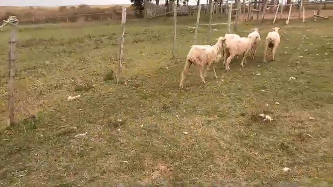 Lote 80 Ovejas MERINO a remate en Pantalla Expo Salto - Daniel Medina 35kg -  en BELEN, BOYCUA