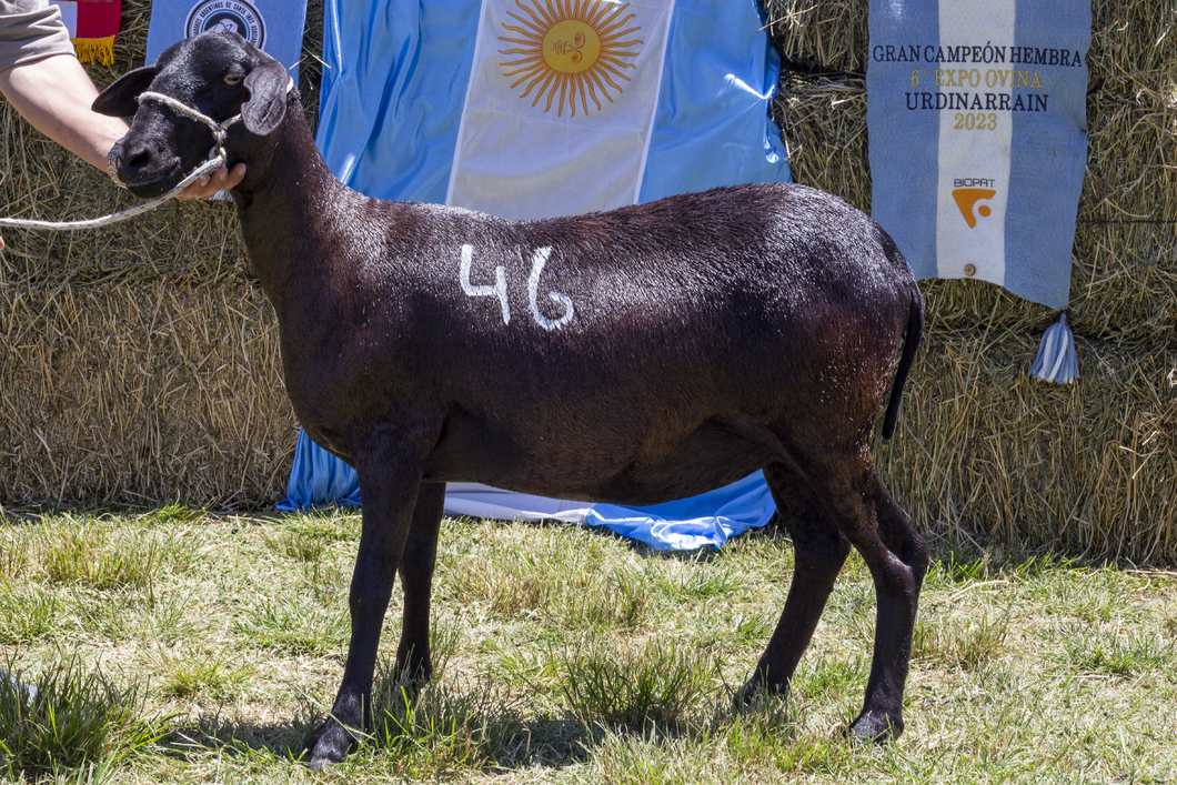 Lote SANTA INES P.P.C.