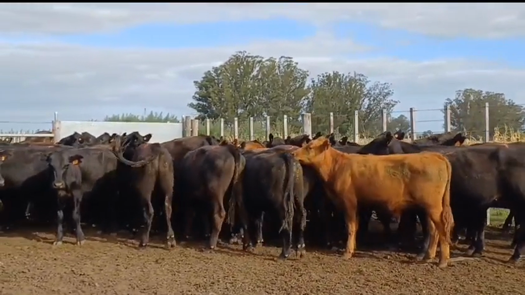 Lote 59 Novillos 1 a 2 años ANGUS a remate en #42 Pantalla Carmelo  285kg -  en CERROS DE LAS ARMAS