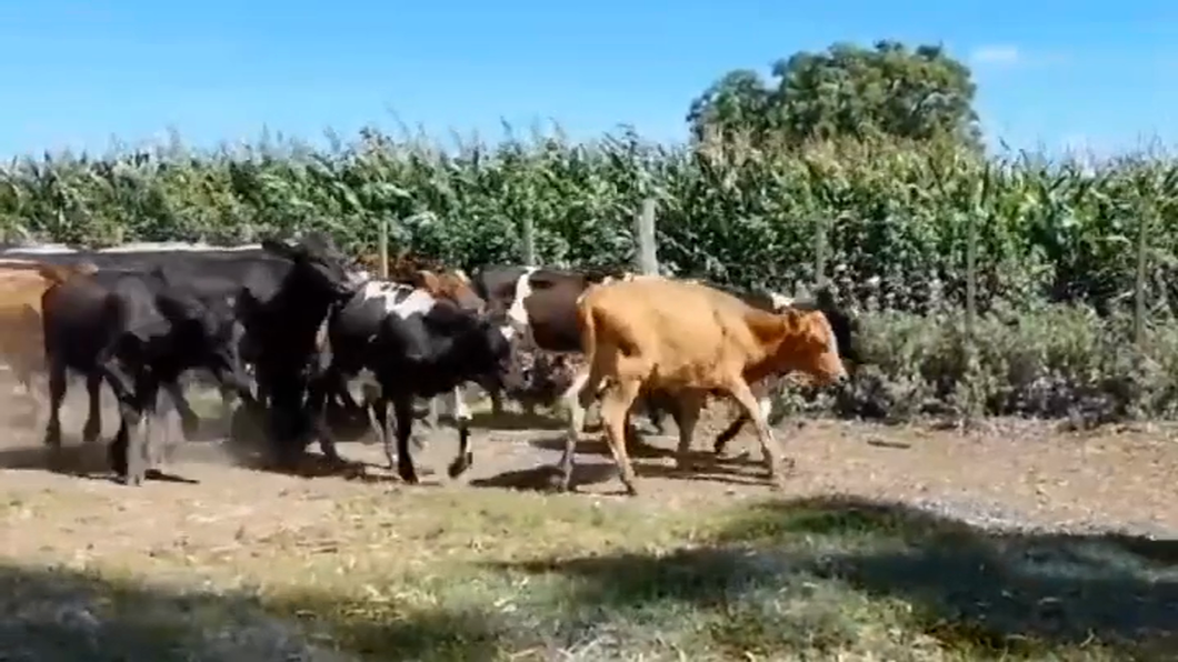 Lote (Vendido)14 Terneros y Terneras 8 HO/ NO - 7 HO/ AA a remate en #41 Pantalla Carmelo  170kg -  en PANTANOSO