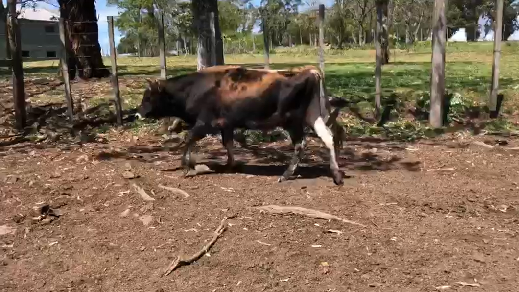 Lote (Vendido)Toros Jersey a remate en Remate por pantalla de la Exposición de San José 300kg -  en Mal Abrigo