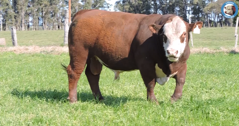 Lote Toros POLLED HEREFORD a remate en Los Novilleros, Montevideo