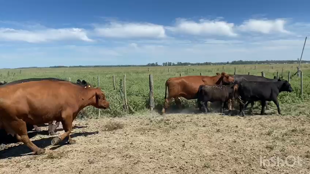 Lote 16 Vacas Usada con cría en San Vicente, Buenos Aires