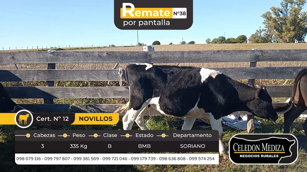 Lote 3 Novillos en Soriano