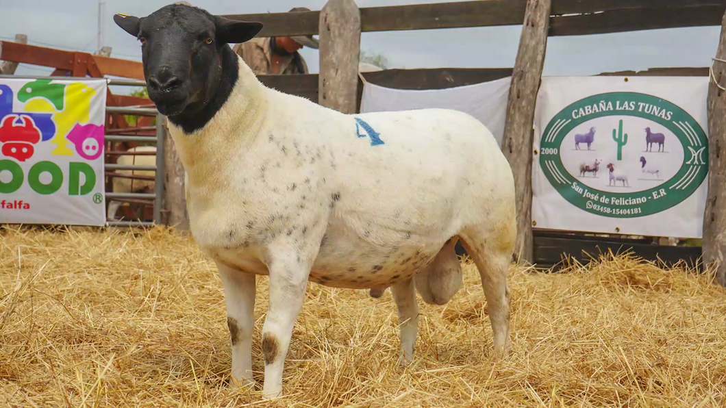 Lote DORPER MACHO