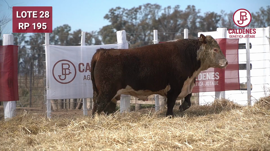 Lote Toro PR