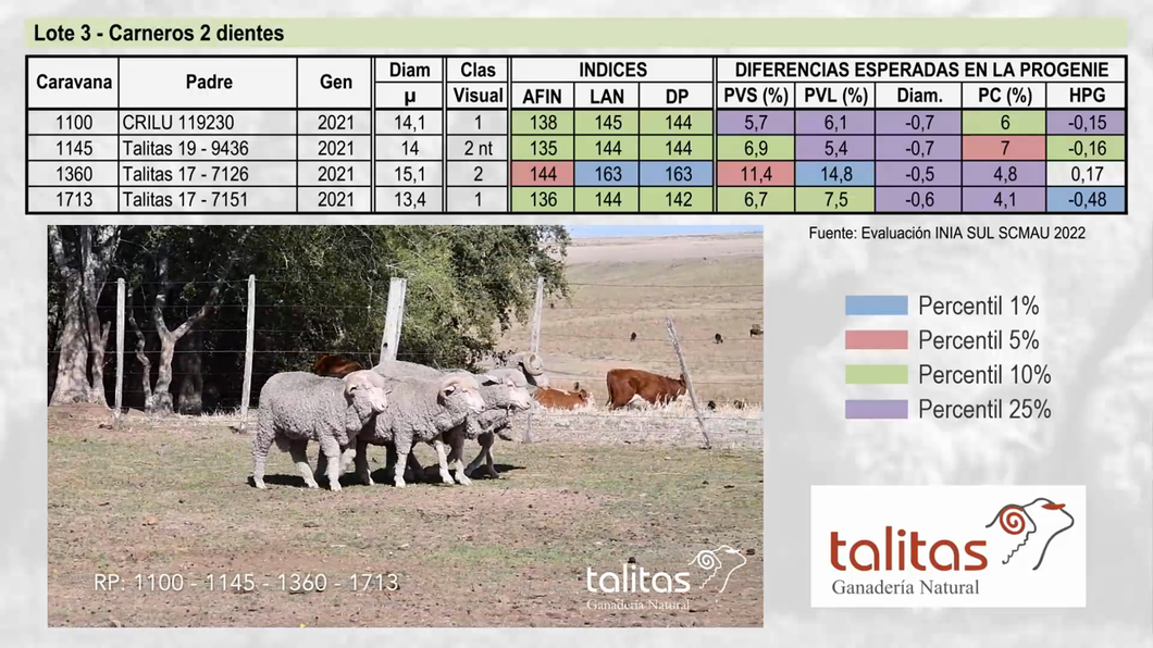 Lote Lote 3 TALITAS