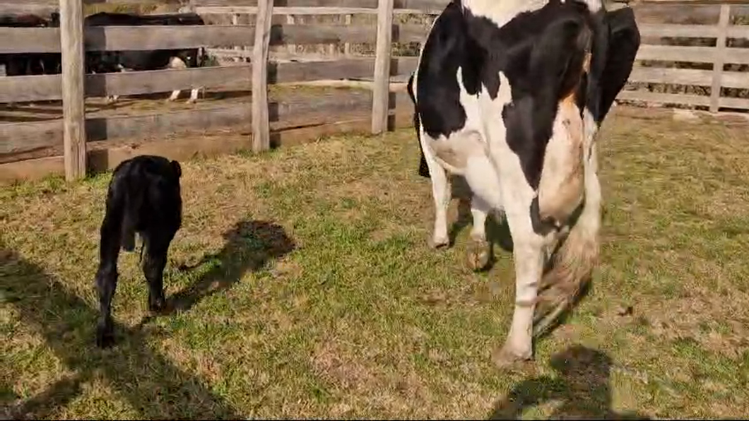 Lote Vacas de Invernada Holando  Carida a remate en Pantalla Camy  480kg -  en Juan Soler