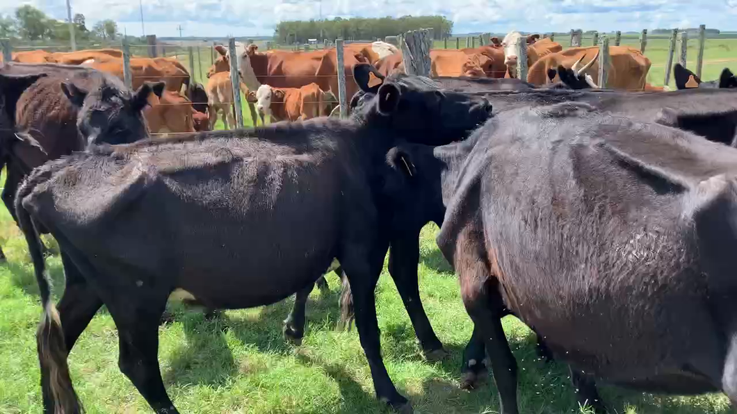 Lote 34 Piezas de cría en Tupambaé, Cerro Largo