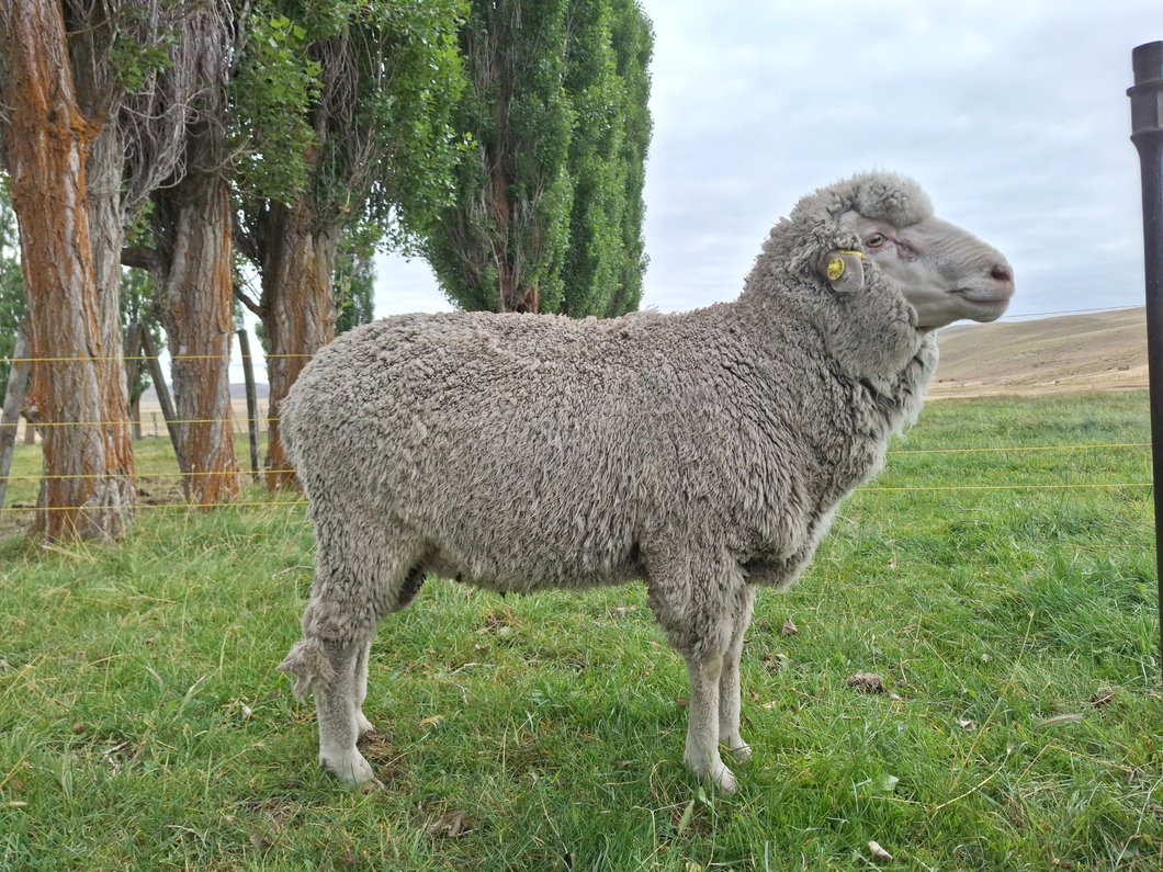 Lote Carnero TOP A, 21-1364